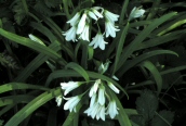 Three-cornered Leek