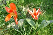 Garden Tulip
