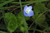 Common Field-speedwell
