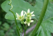 White Bryony