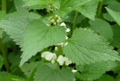 White Dead-nettle
