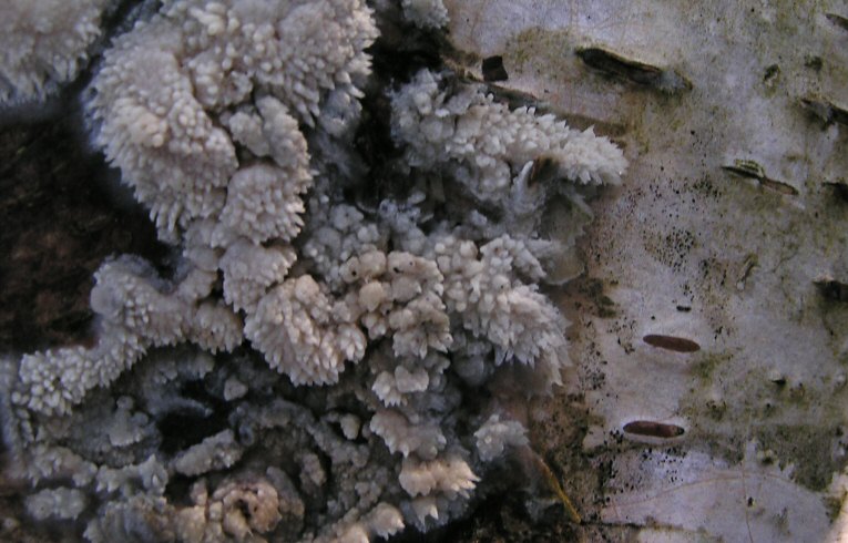 Ceratiomyxa fruticulosa ?