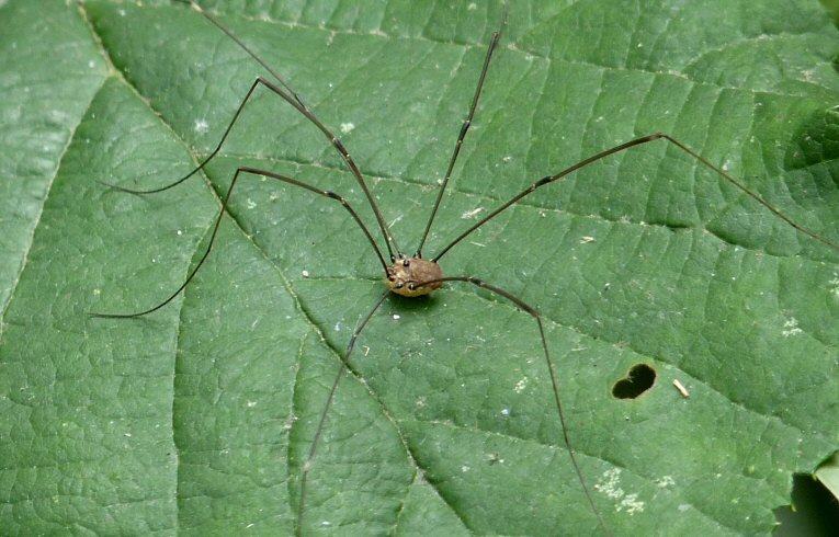 Harvestman