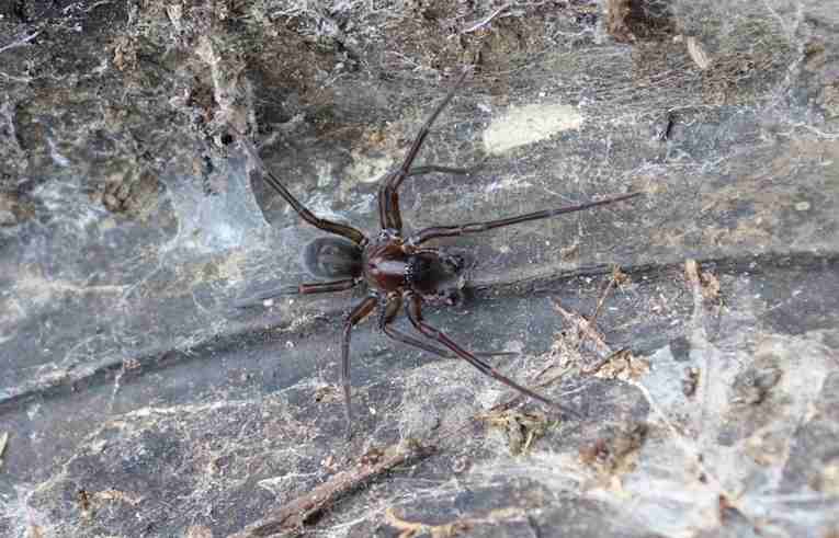 Amaurobius (ferox ?) 