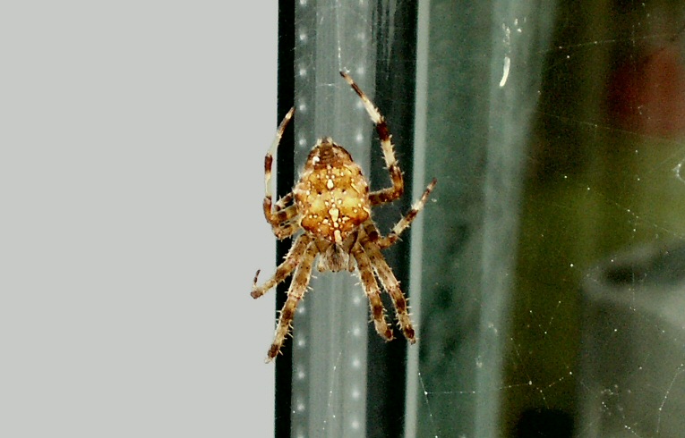 Araneus diadematus
