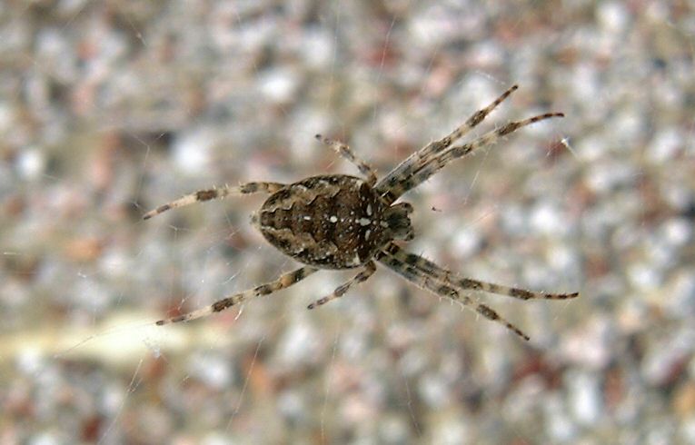 Araneus diadematus