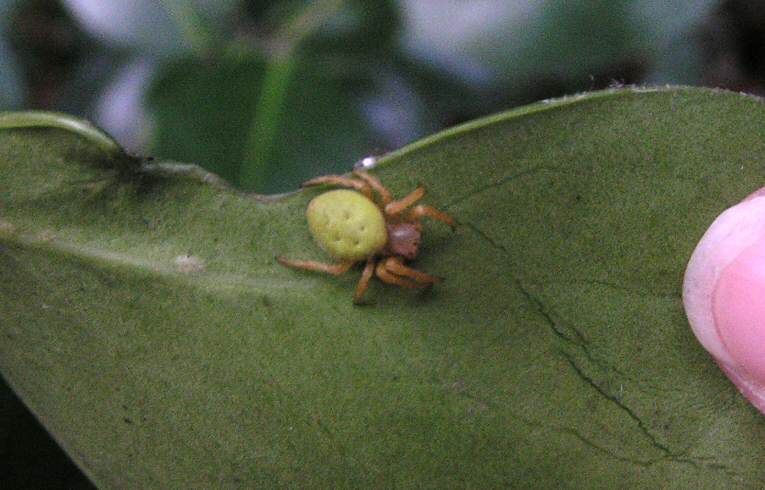 Araniella cucurbitina
