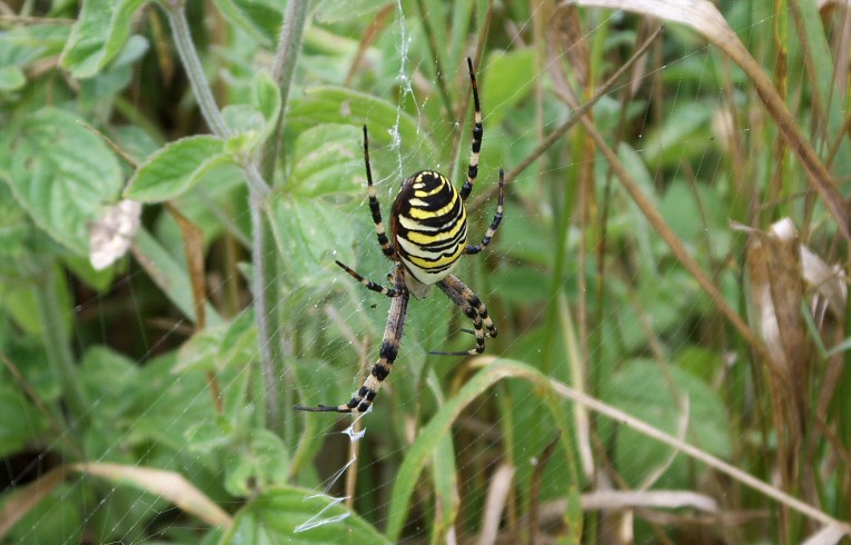 Argiope bruennichi