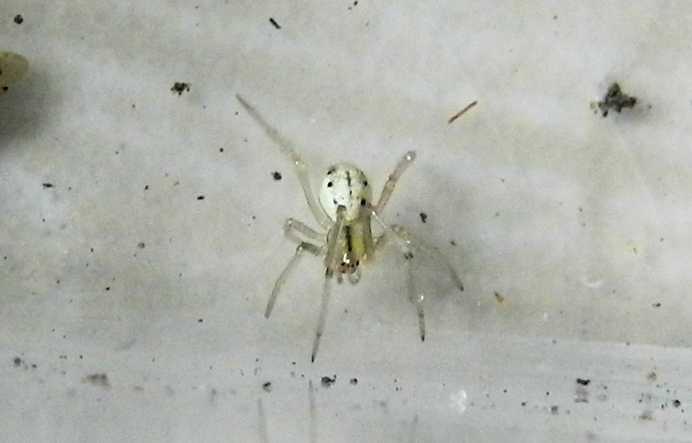Enoplognatha ovata