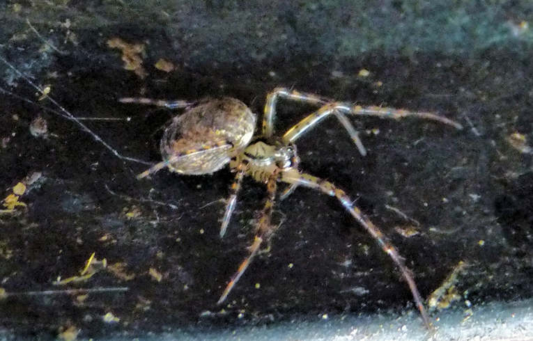 Ero cambridgei/furcata ?