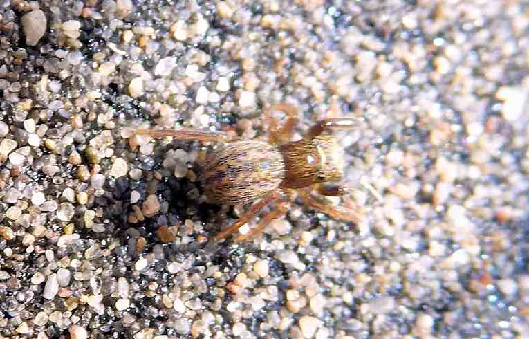 Euophrys frontalis