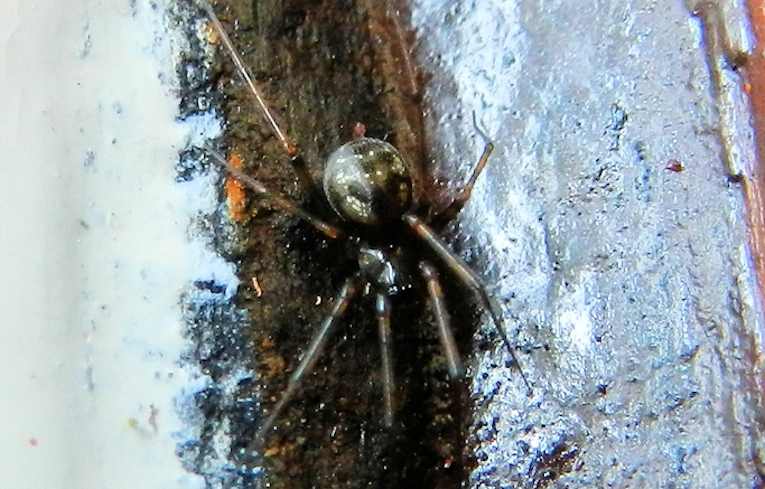 Lepthyphantes minutus ?