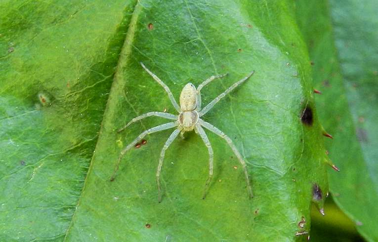 Philodromus albidus