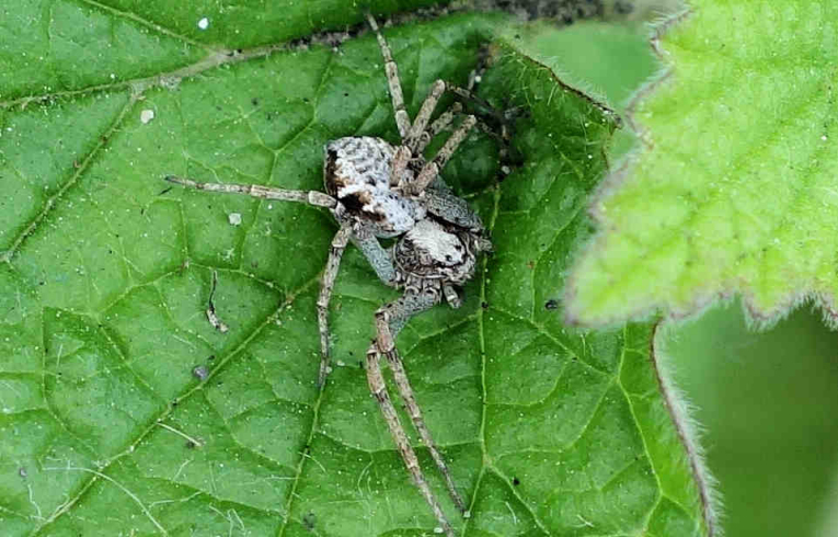 Philodromus (buxi?)