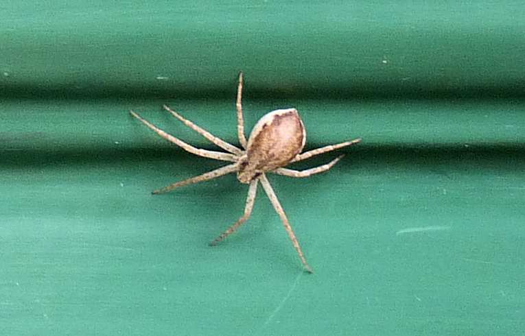Philodromus cespitum