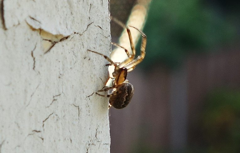 Steatoda nobilis ?