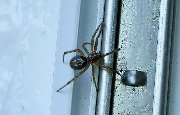 Steatoda nobilis