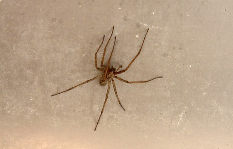Tegenaria domestica