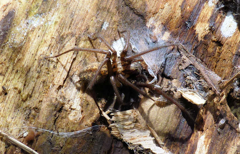 Tegenaria (gigantea)