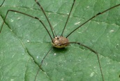 Harvestman