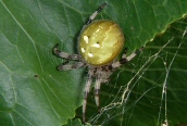 Araneus quadratus