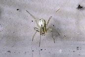 Enoplognatha ovata