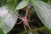 Linyphia triangularis