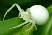 Misumena vatia