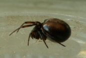 Steatoda bipunctata