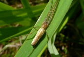 Tetragnatha (extensa?)