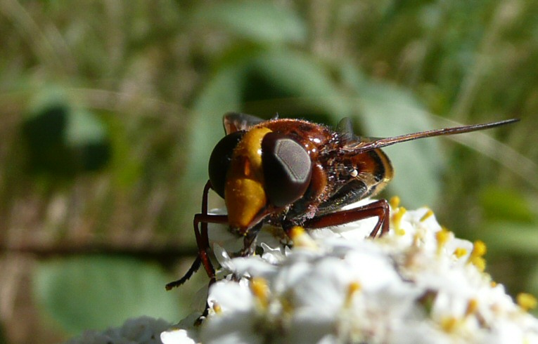 Volucella zonaria