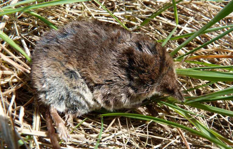 Common Shrew