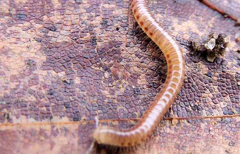 Blaniulus guttulatus