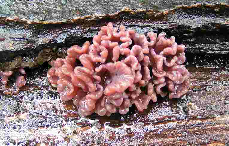 Ascotremella faginea ?