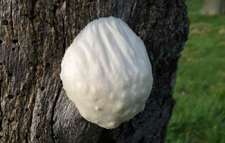 Enteridium lycoperdon