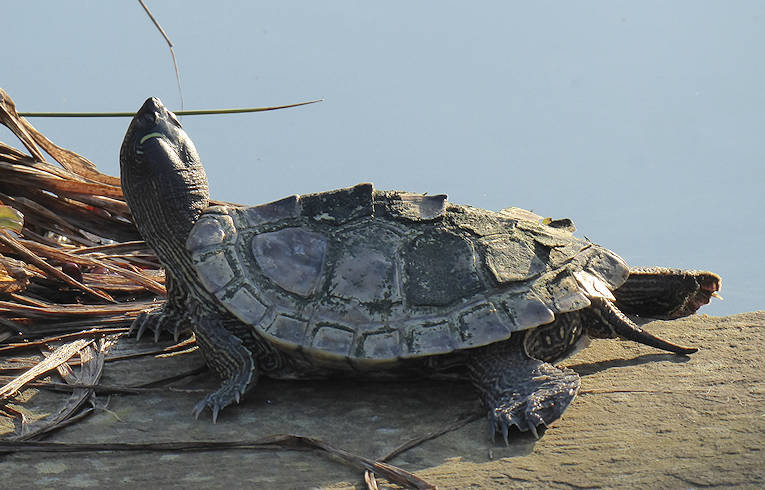 Mississippi Map Turtle