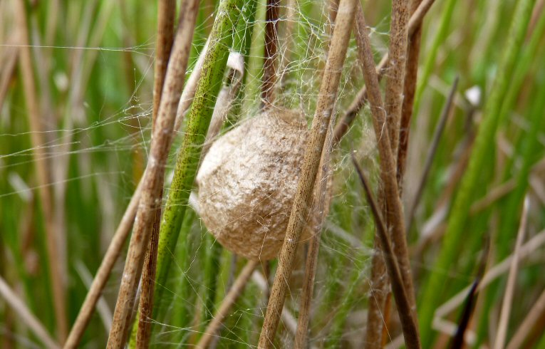 Argiope_bruenicchi egg-case