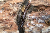 Lithobius forficatus