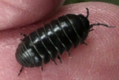 Armadillium sp.