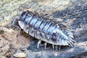 Oniscus asellus