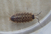 Philoscia muscorum
