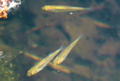 Minnows