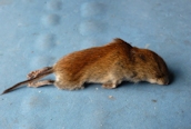 Bank Vole