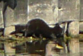 American Mink