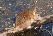Brown Rat