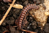 Polydesmus angustus 