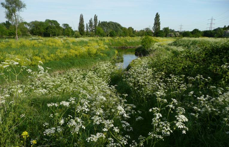 River Roding in May
